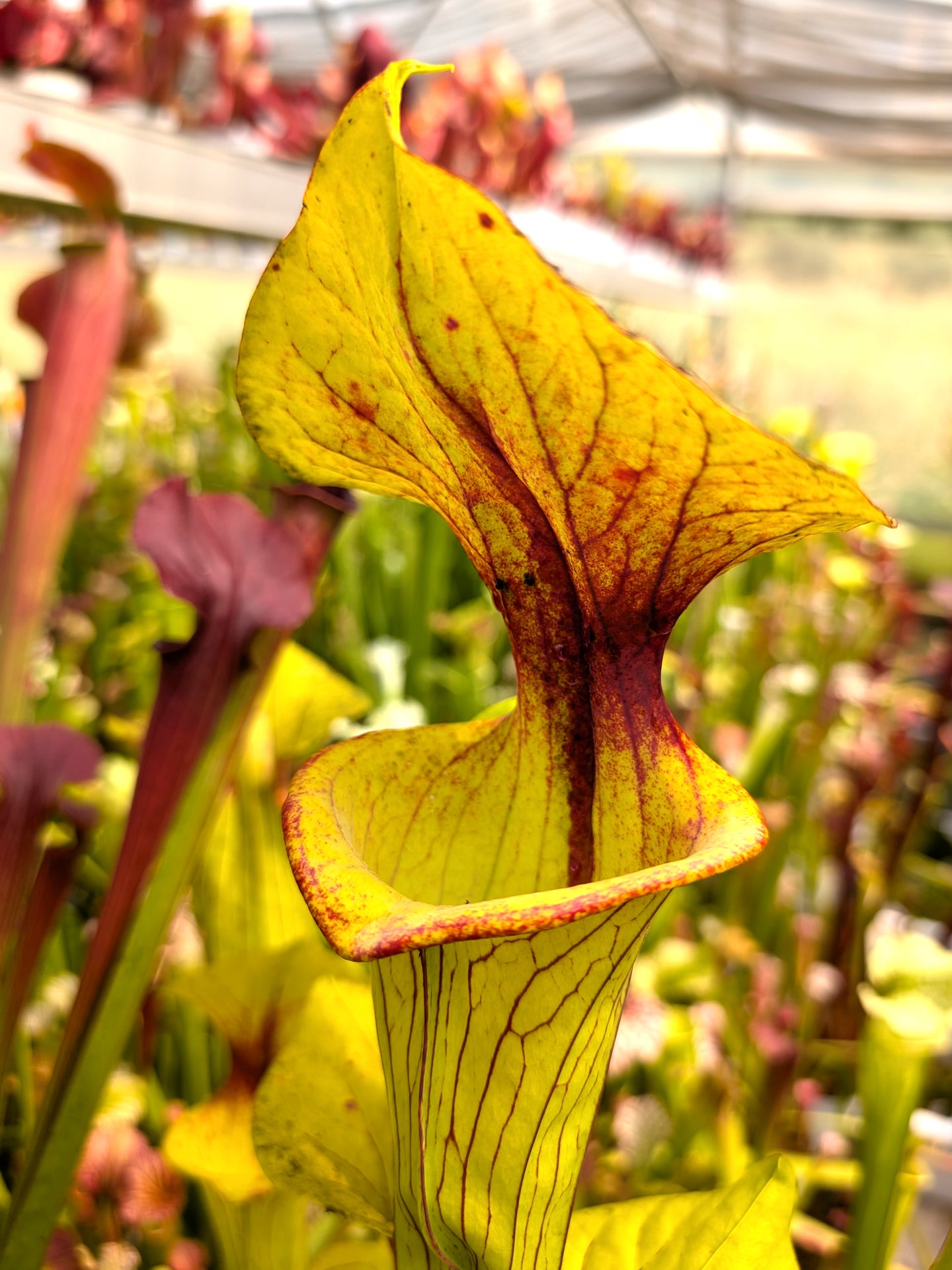 Sarracenia flava var. ornata F148 MK "Very heavily veined" Bay County, Florida