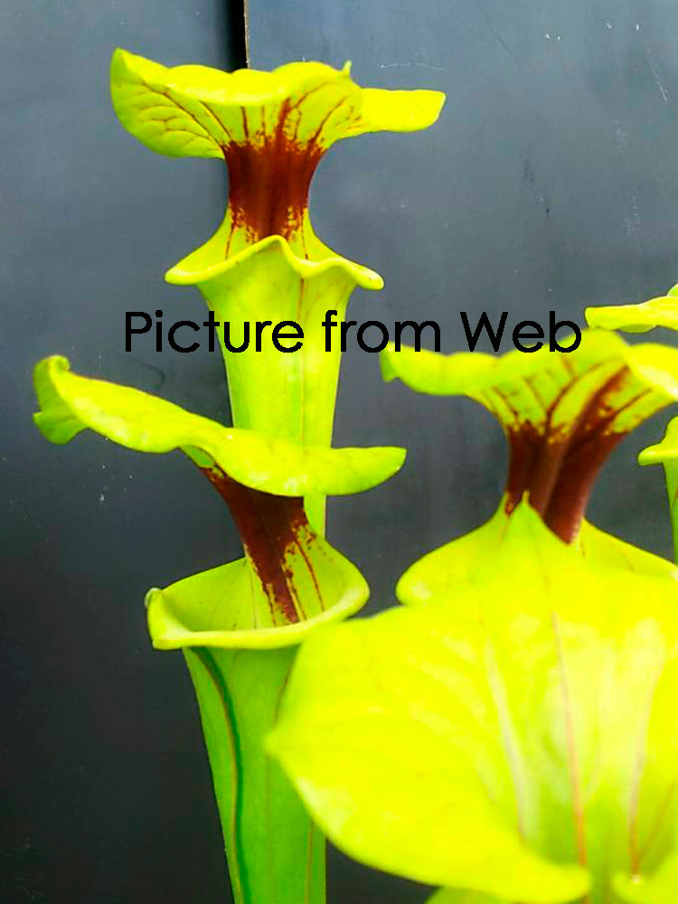 Sarracenia flava var. verziertes F170A MK „Very Tall“ Sandy Creek Rd, 2nd Site, FL