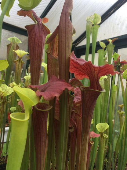 Sarracenia flava var. atropurpurea " Kimber red ruffled " F195 MK