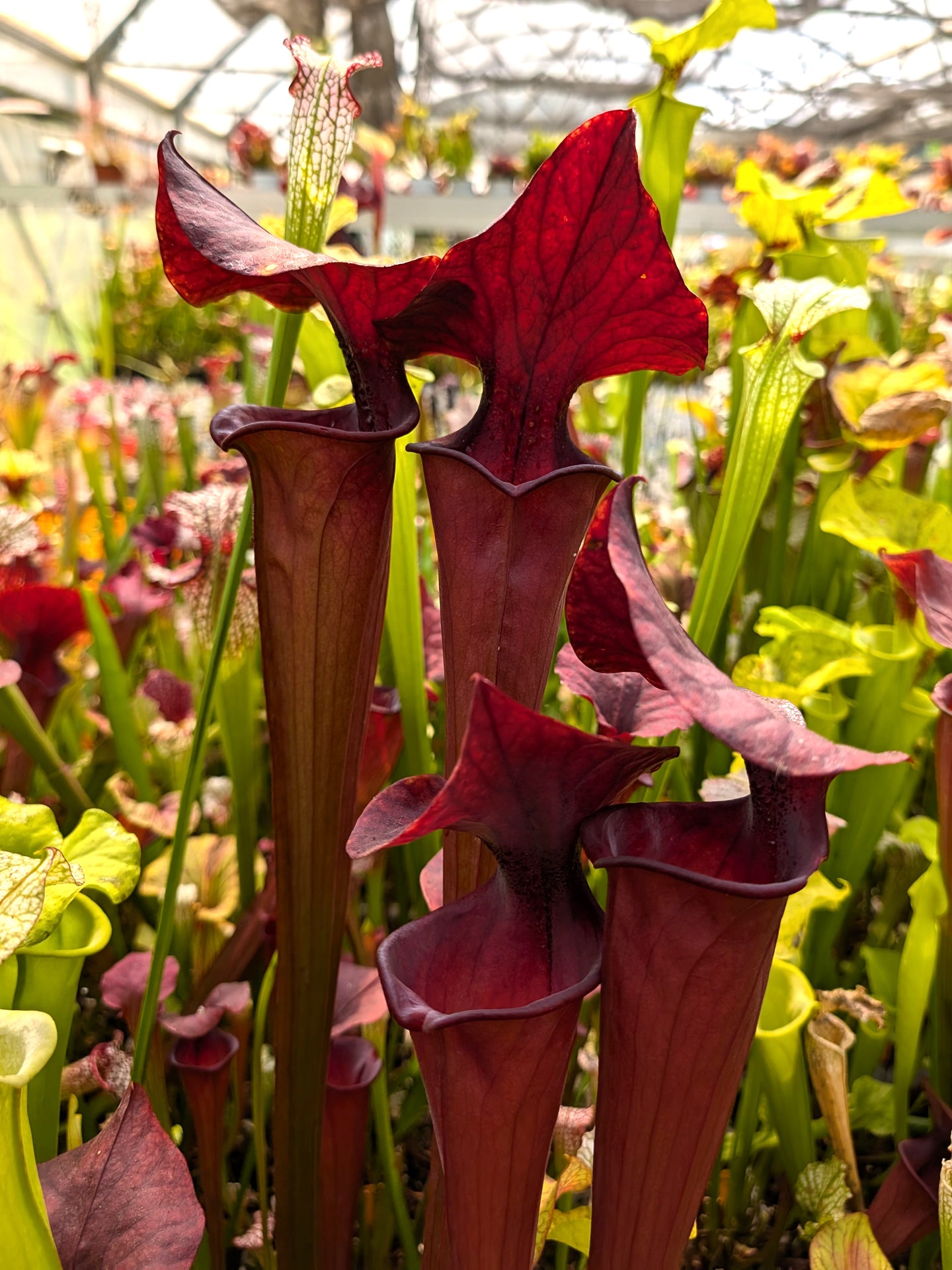 F1 GC Sarracenia flava var. atropurpurea "Black Velvet Mouth"