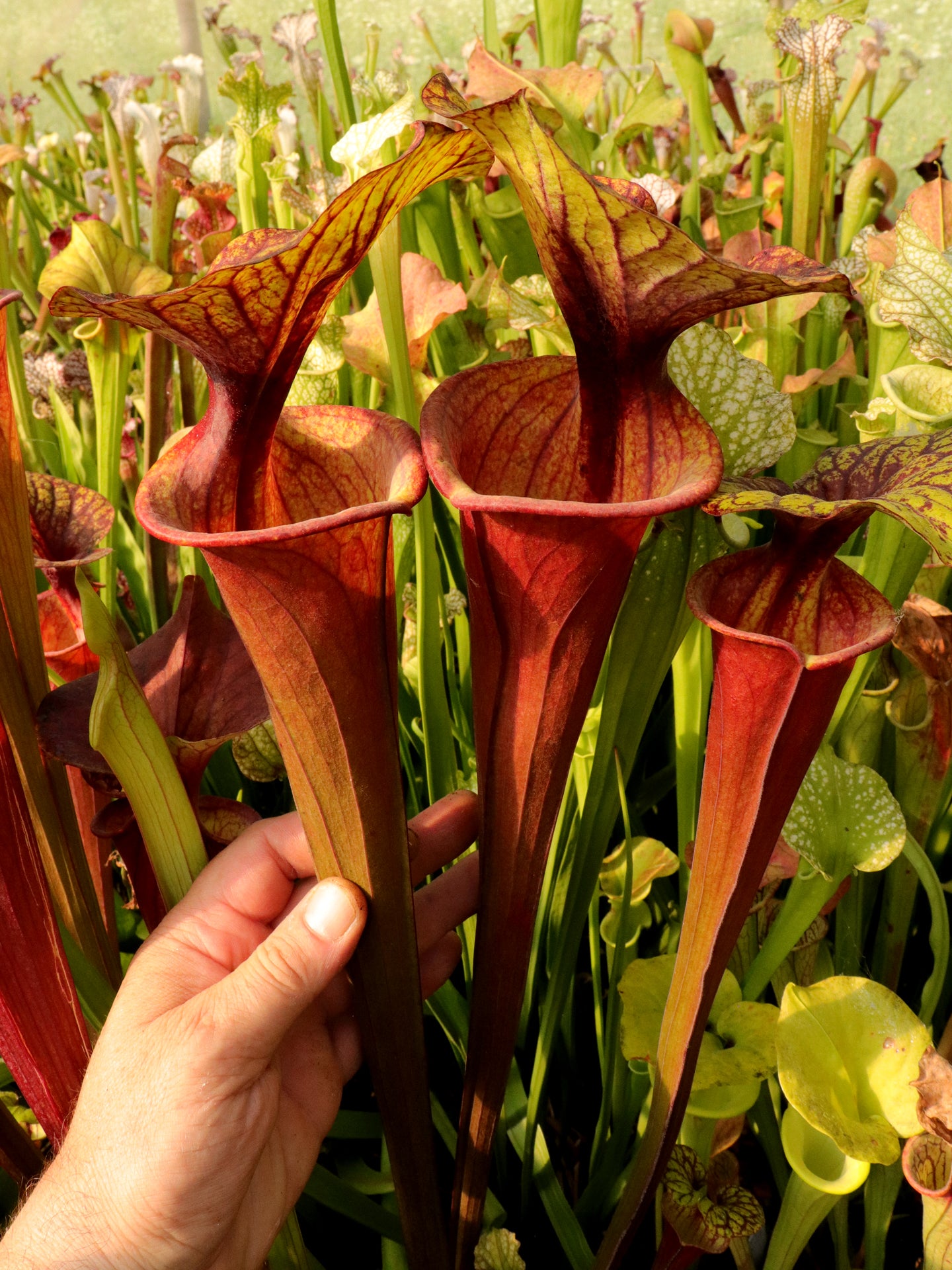 Sarracenia flava var. rubricorpora  F20 MK Giant red tube, Apalachicola