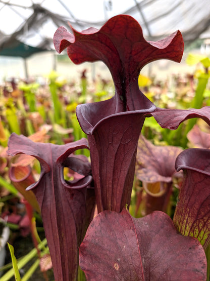 Sarracenia flava var. atropurpurea F28P Srba