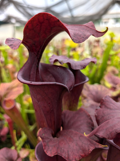 Sarracenia flava var. atropurpurea F28P Srba