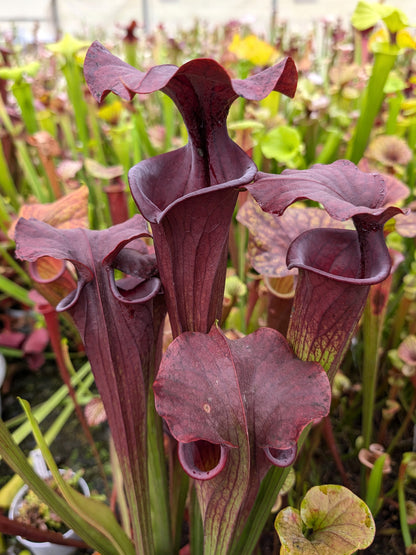 Sarracenia flava var. atropurpurea F28P Srba