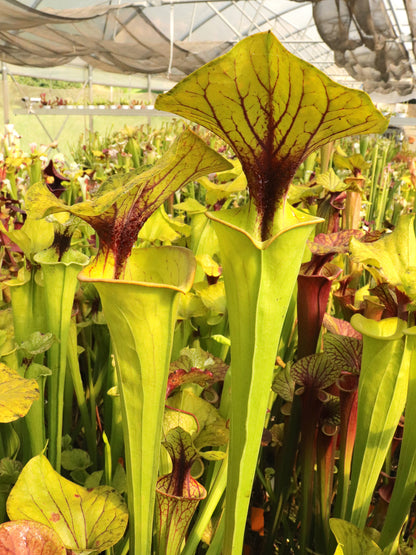 Sarracenia flava var. flava F32 MK "Very large form" North Carolina