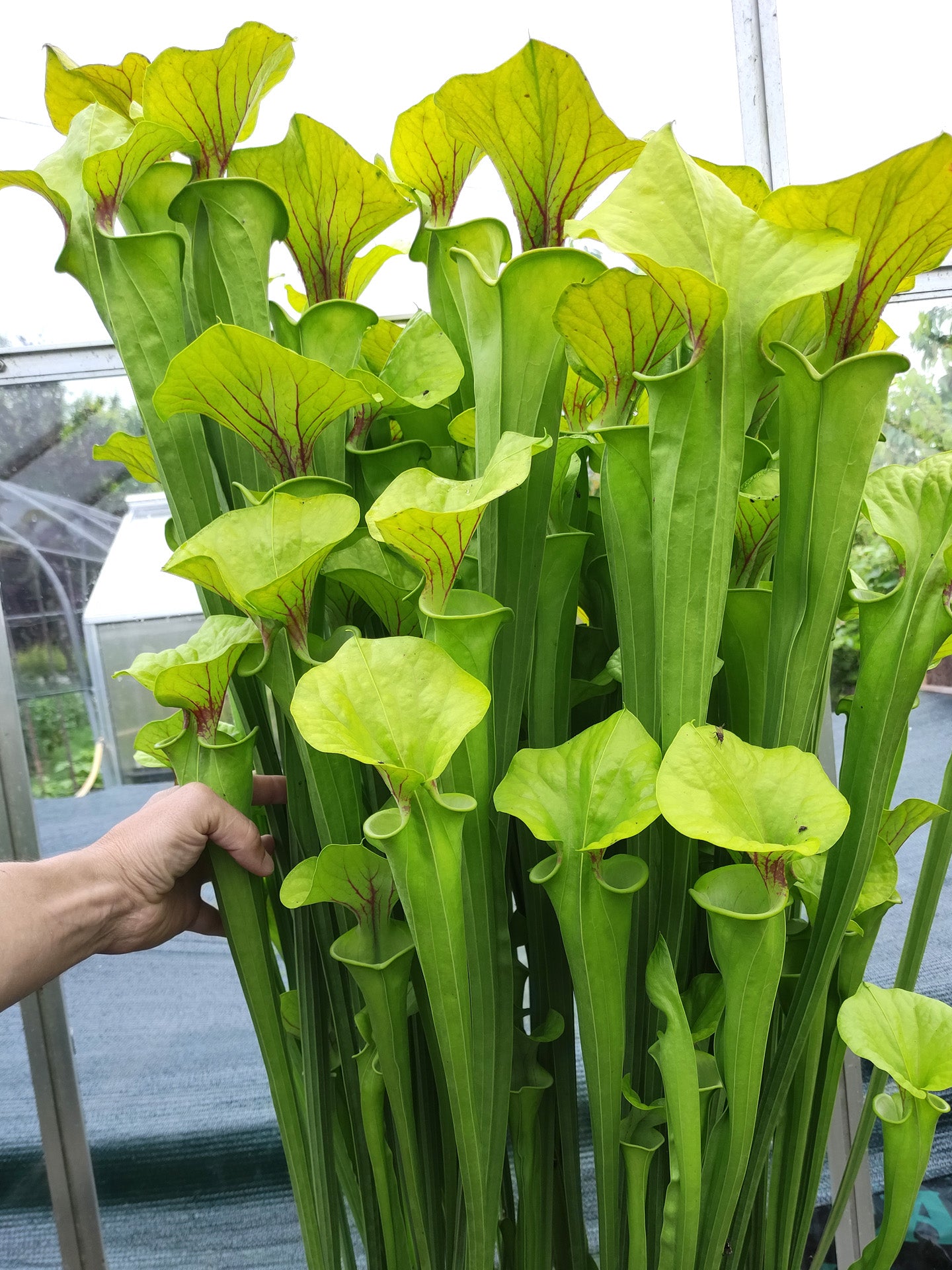 Sarracenia flava var. flava F32 MK "Very large form" North Carolina