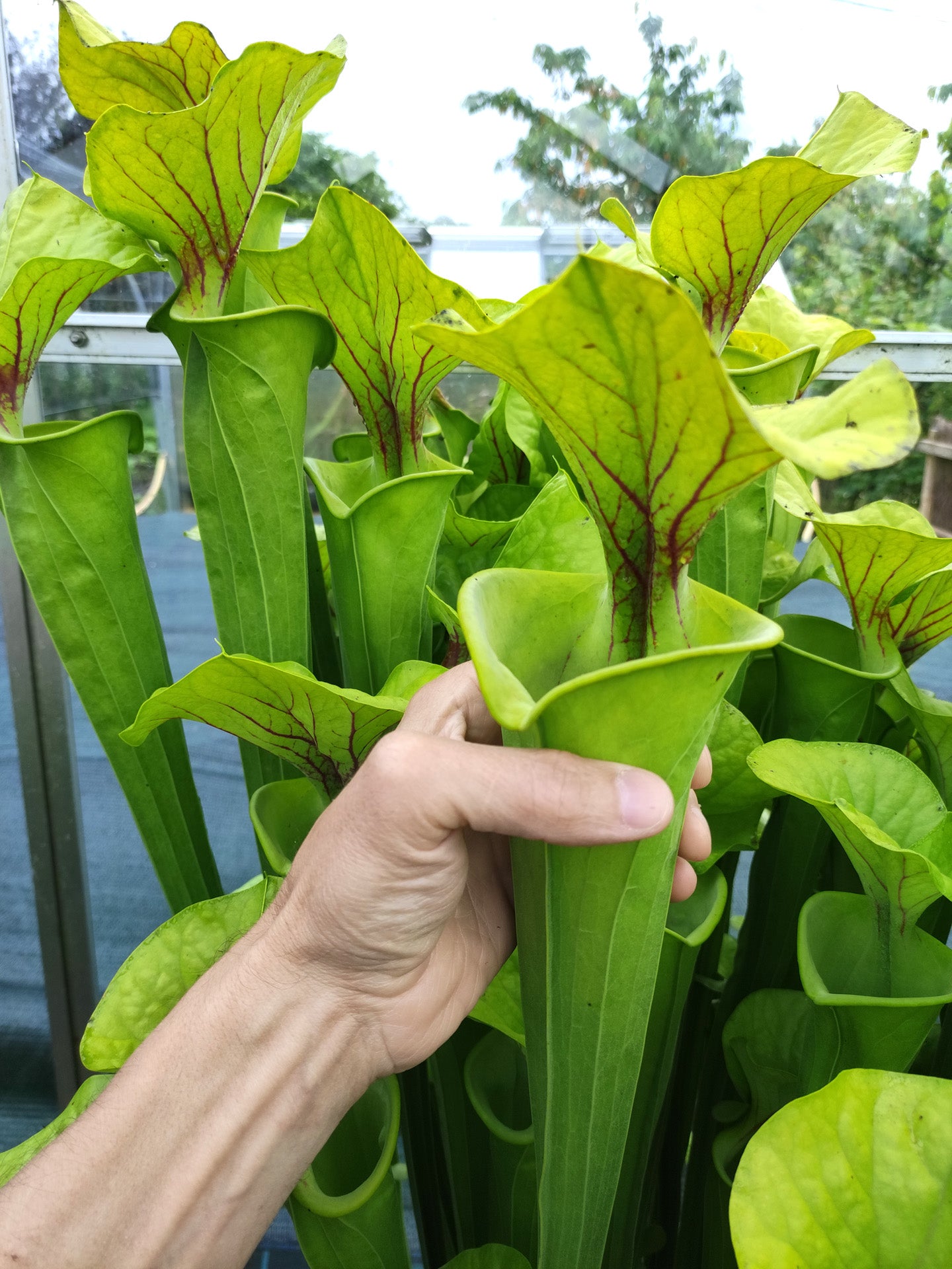 Sarracenia flava var. flava F32 MK "Very large form" North Carolina