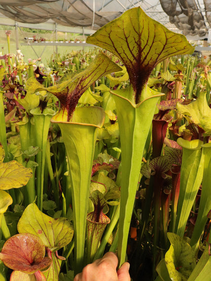 Sarracenia flava var. flava F32 MK "Very large form" North Carolina