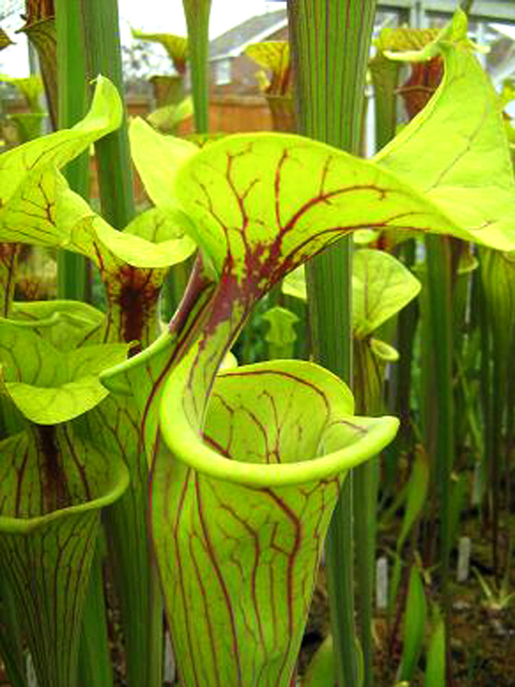 Sarracenia flava var. ornata F46 MK Stämmig, großer Deckel, mittlere Adern