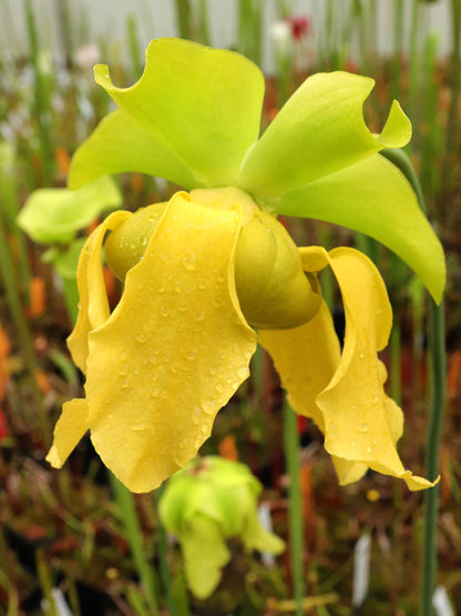 Sarracenia flava var. maxima  F64 PW "Beautiful Yellow Pitchers"