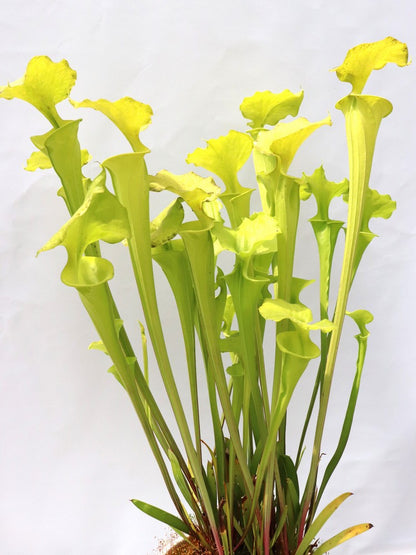 Sarracenia flava var. maxima  F64 PW "Beautiful Yellow Pitchers"