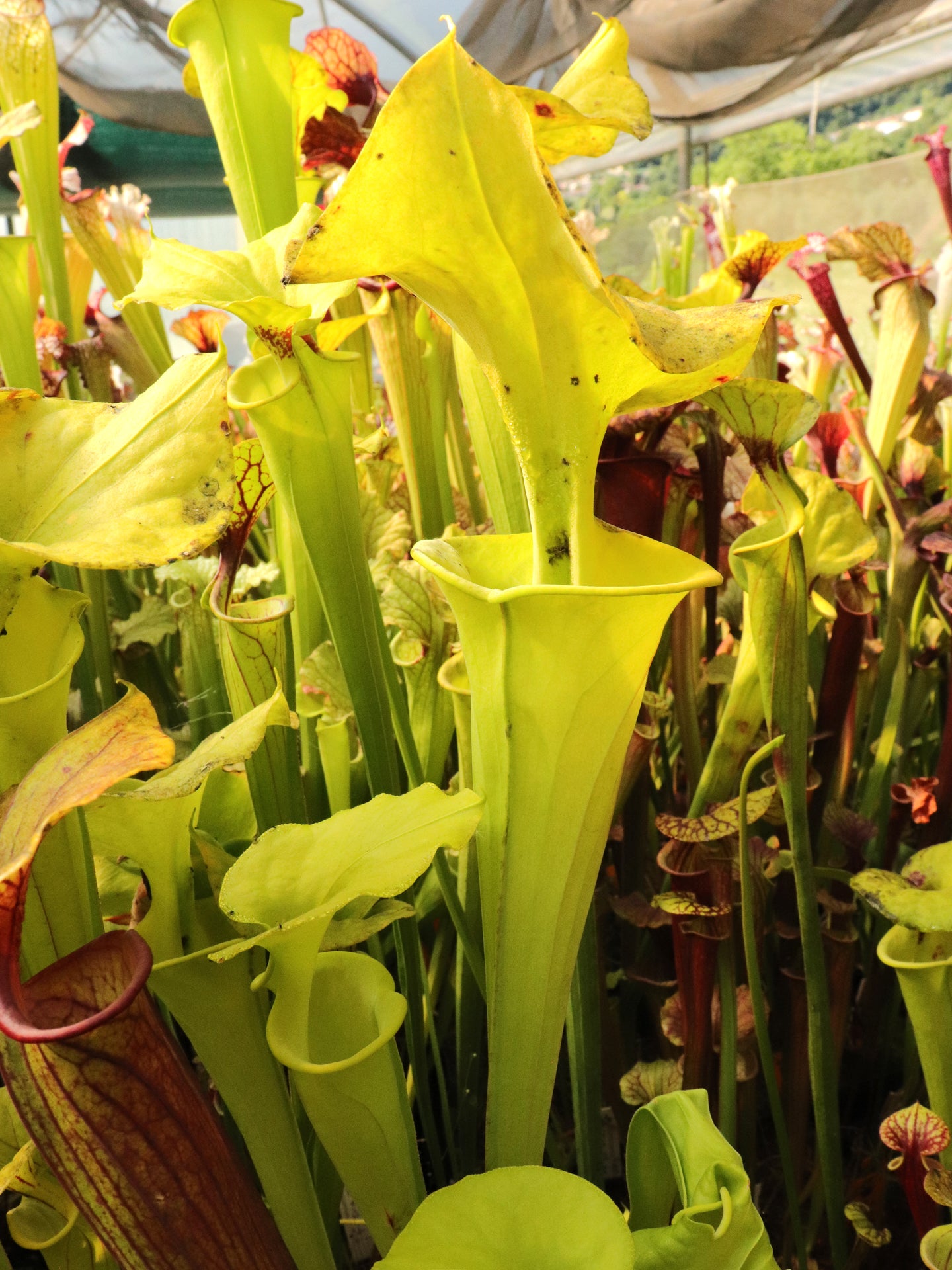 Sarracenia flava var. maxima  F64 PW "Beautiful Yellow Pitchers"