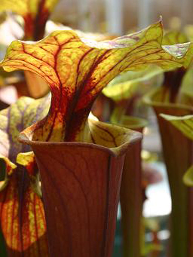 Sarracenia flava var. rubricorpora F71 MK Riesige rote Röhre