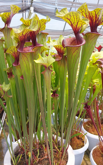 Sarracenia flava var. ornata   F88 MK  Apalachicola National Forest, FL