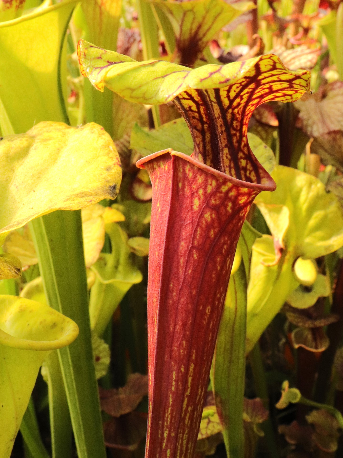 Sarracenia flava var. rubricorpora Wewahitchka, FL F96 MK