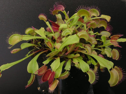 Dionaea muscipula "Fang"