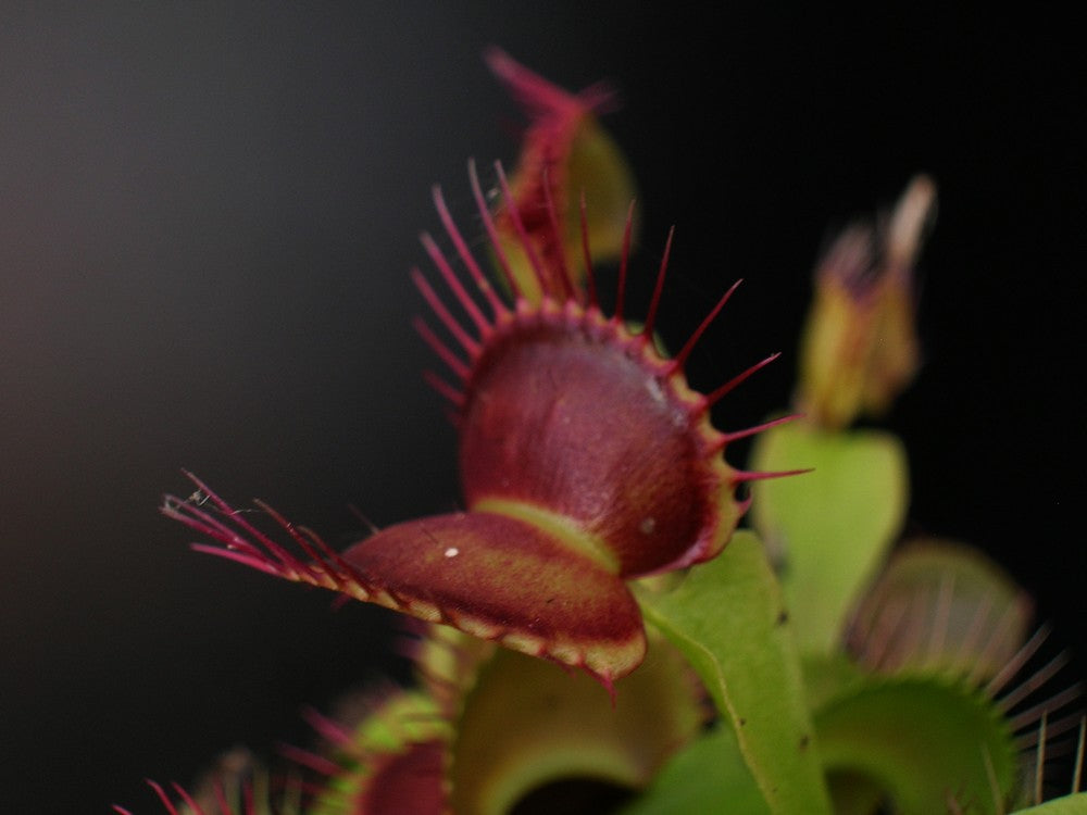 Dionaea muscipula "Fang"