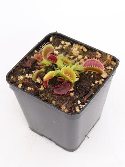 Dionaea muscipula „BCP Titan Z06“