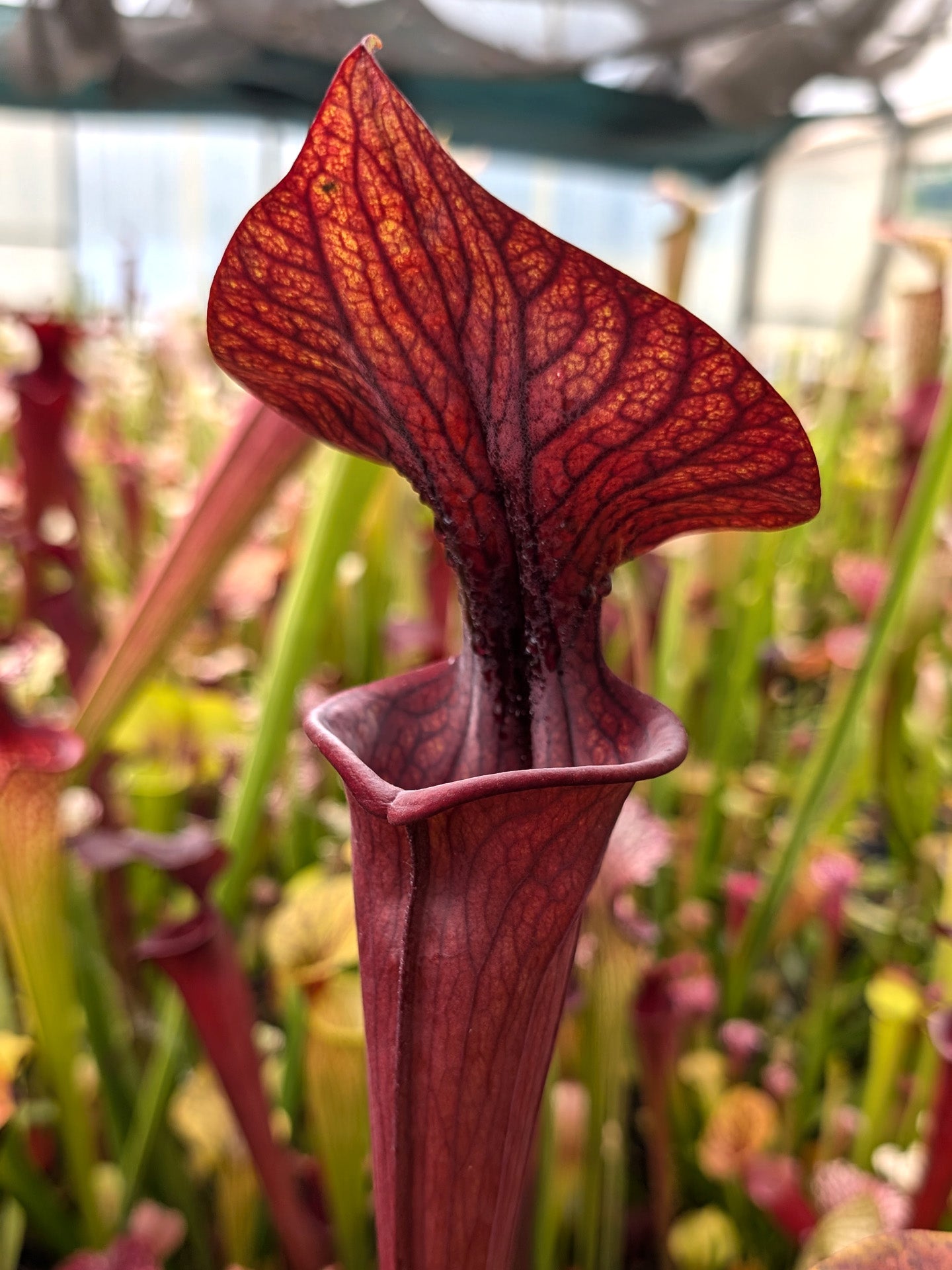 Sarracenia flava var. ornata FL09 RVL