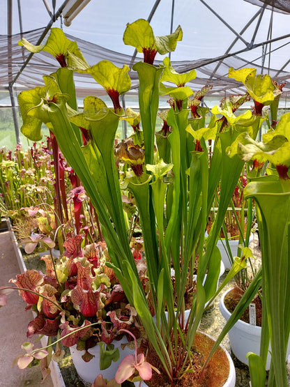 Sarracenia flava var. rugelii  " Very giant form "  FL77 RVO