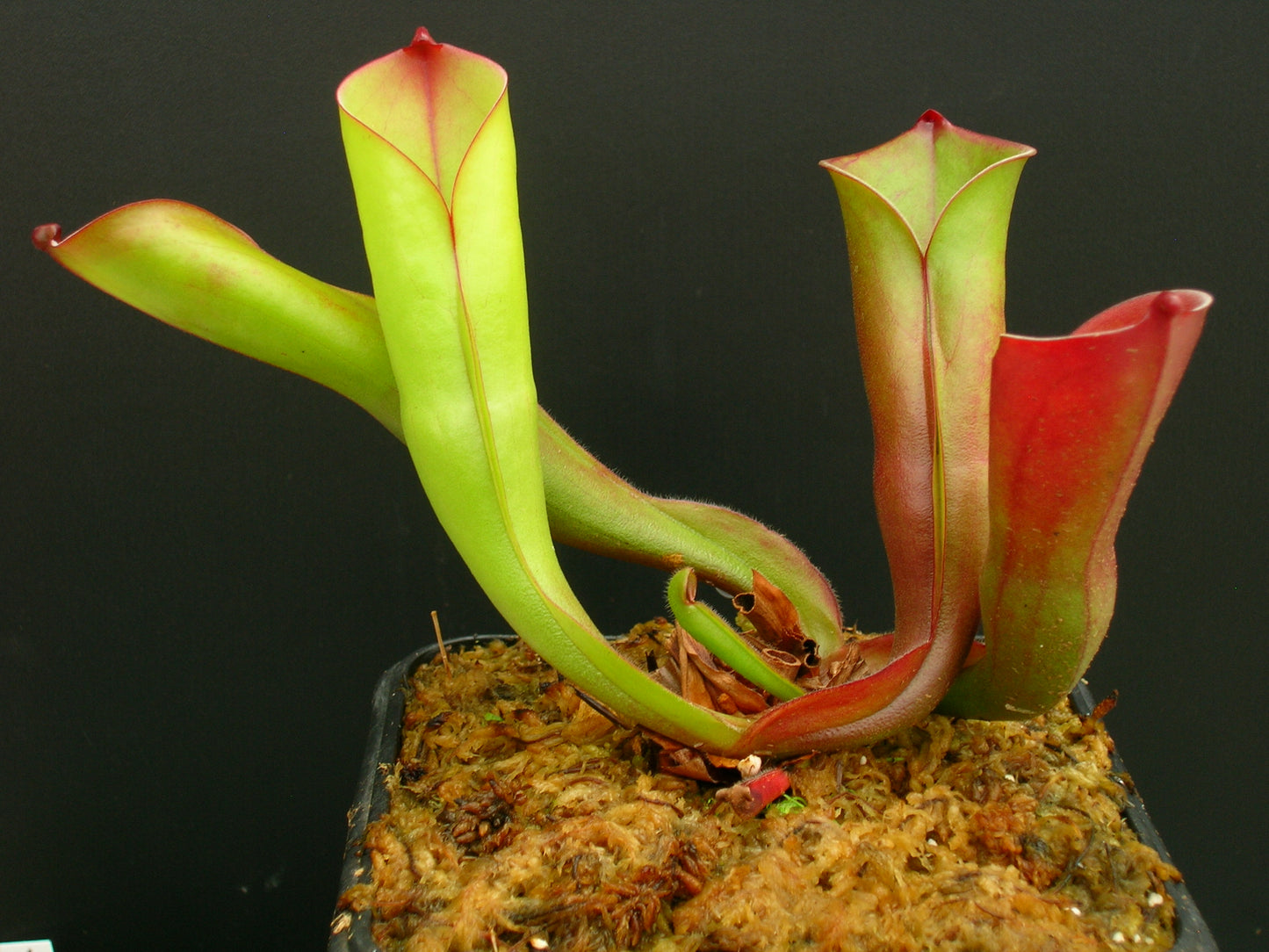 Heliamphora folliculata