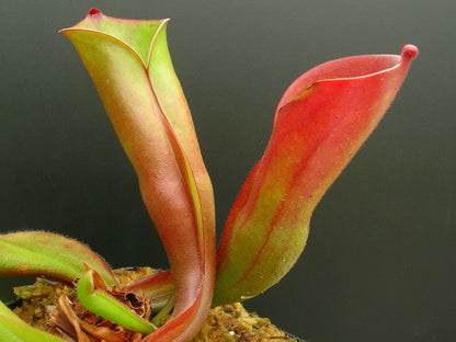 Heliamphora folliculata