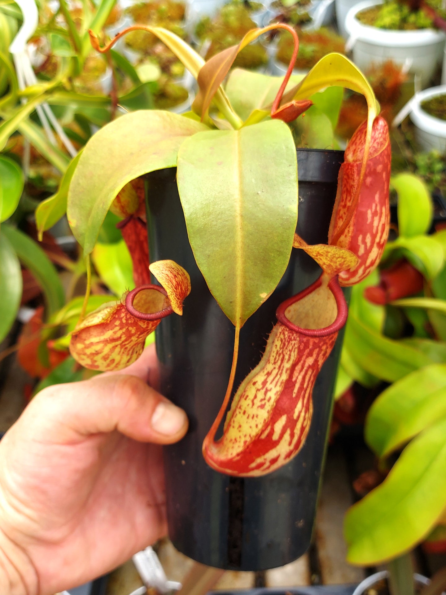 Nepenthes "Gaya" in vaso alto