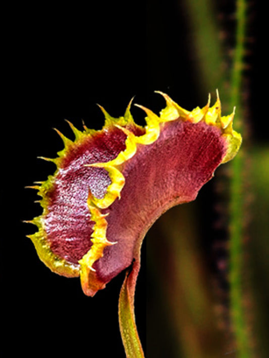 Dionaea muscipula GC Matrix