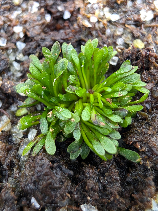 Genlisea aurea Itacambira, Nord-Minas Gerais, Brasilien