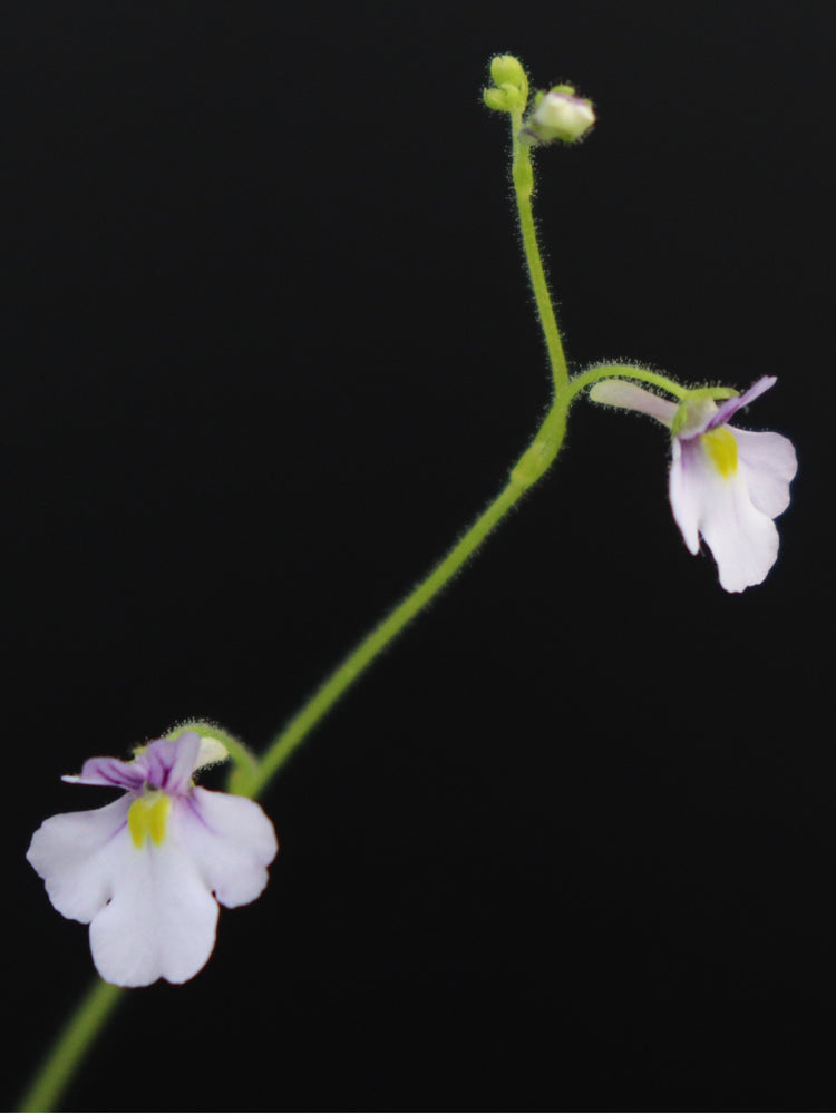 Genlisea violacea Serra do Cipo, Brasilien