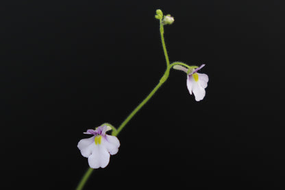 Genlisea violacea Couto de Magalhaes, Minas Gerais, Brasilien