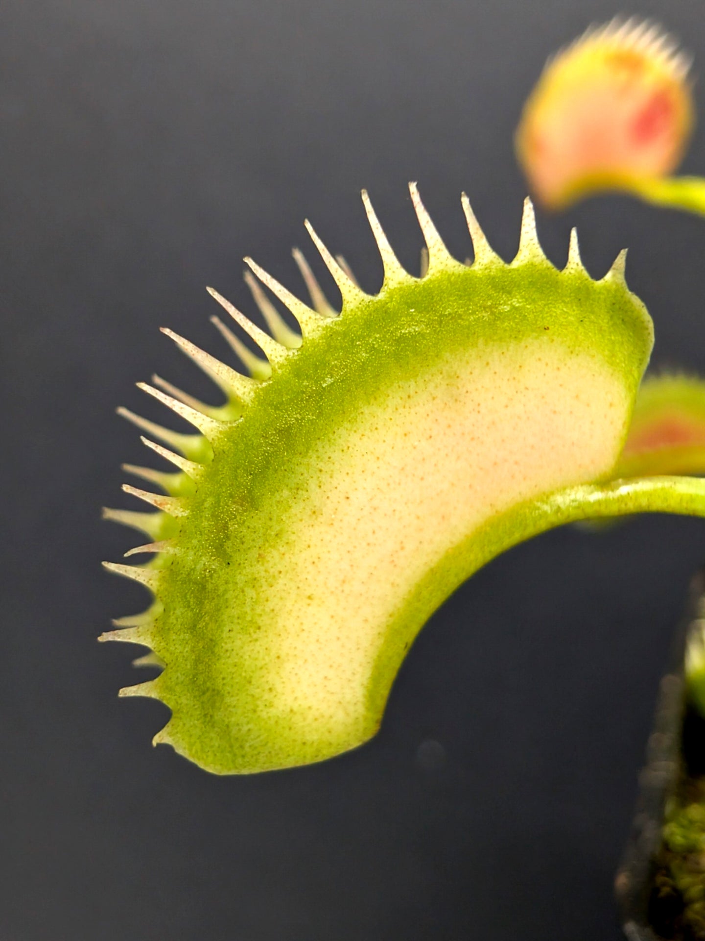 Dionaea muscipula "Ghost"