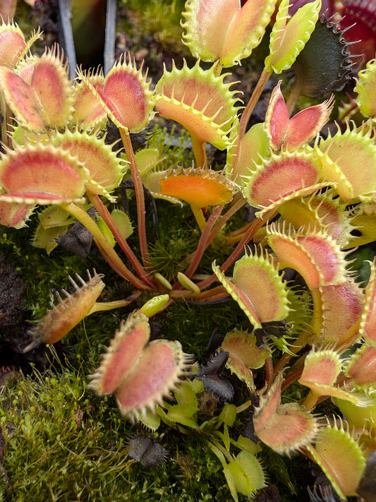 Dionaea muscipula "GJ Shir Khan"