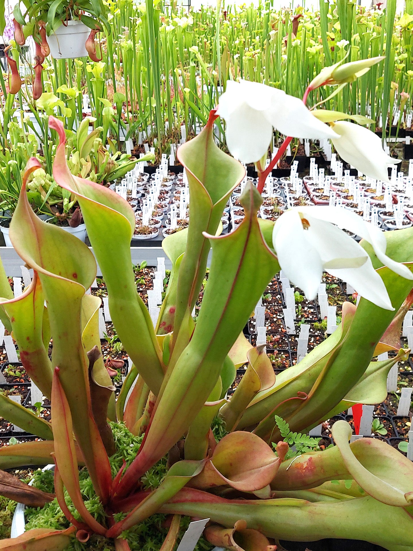 Heliamphora "Godzilla"