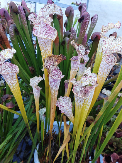 L22 GC Sarracenia leucophylla „Goldener Winter“