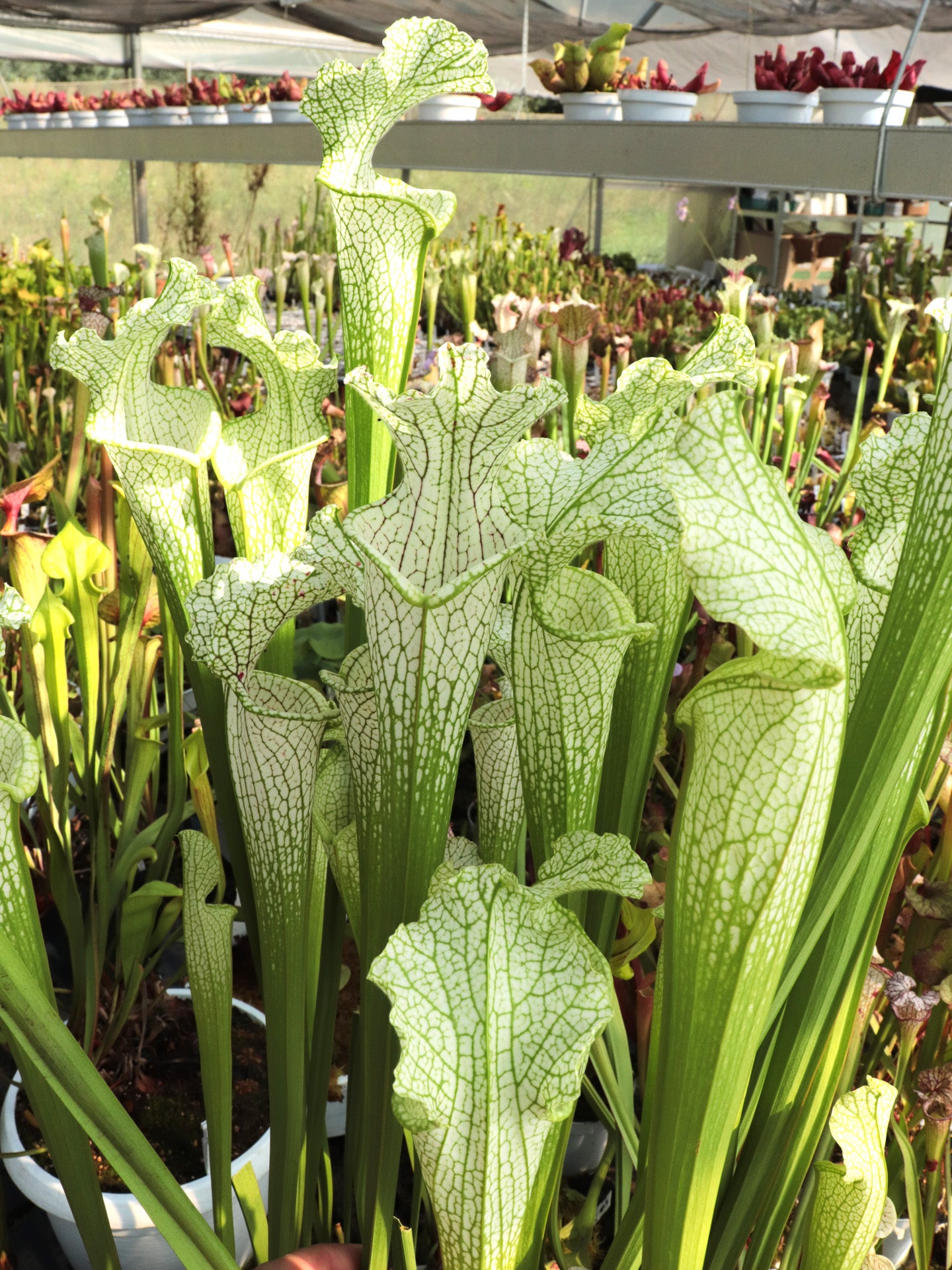 L22 GC Sarracenia leucophylla "Golden Winter"