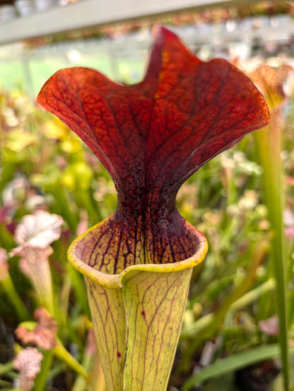 Sarracenia alata Red Lid x flava H17 MK