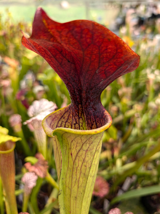 Sarracenia alata Red Lid x flava H17 MK