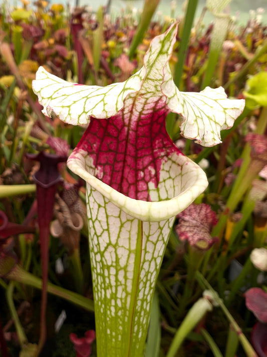 H27 GC Sarracenia "Snow White"