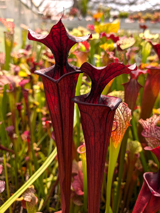 H2 GC Sarracenia „Schwarzer Ritter“