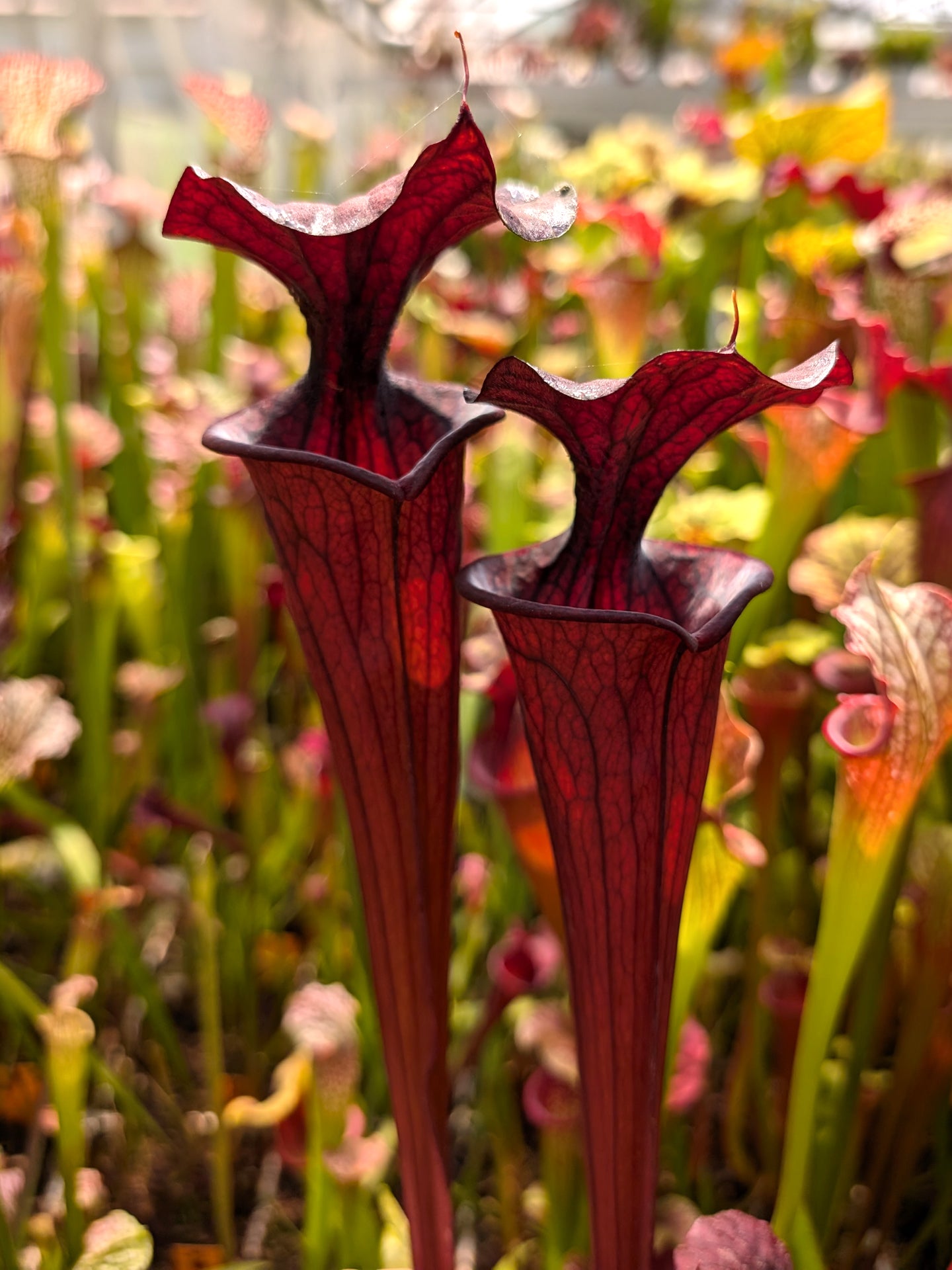 H2 GC Sarracenia „Schwarzer Ritter“