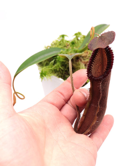 Nepenthes hamata x edwardsiana