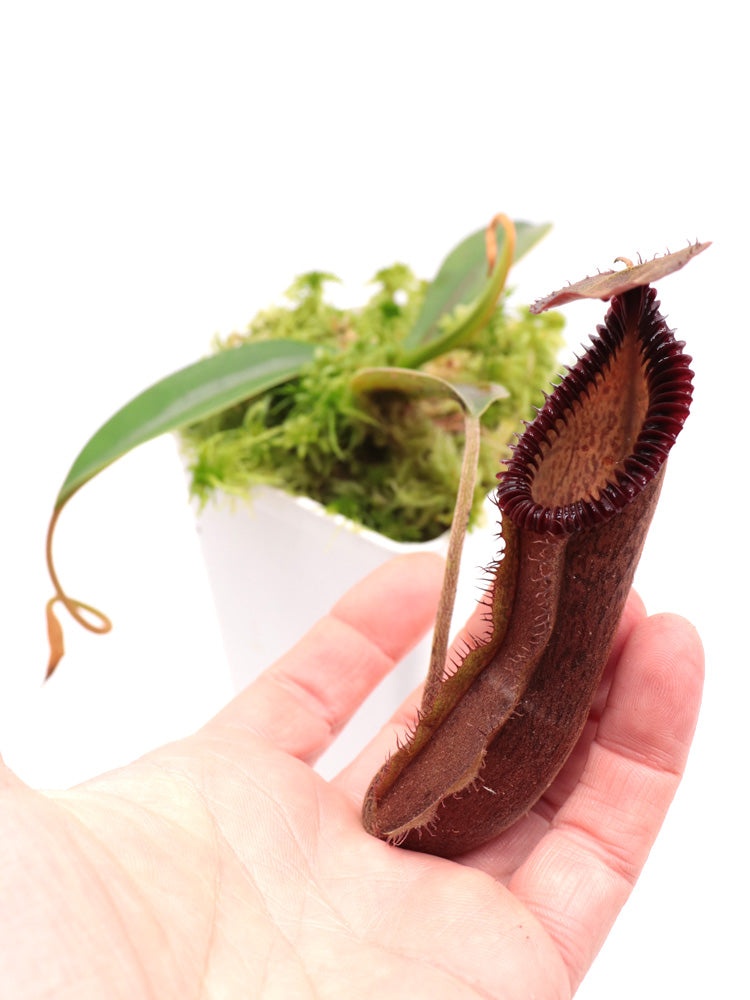 Nepenthes hamata x edwardsiana