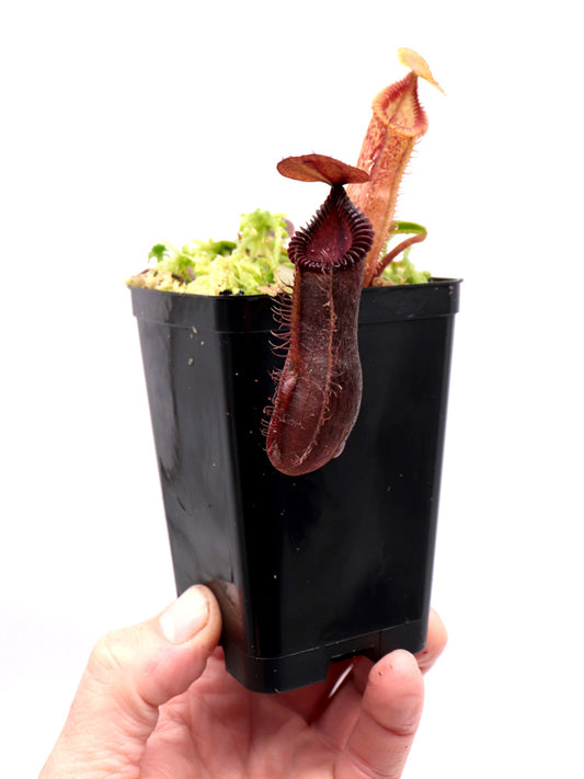 Nepenthes hamata x edwardsiana