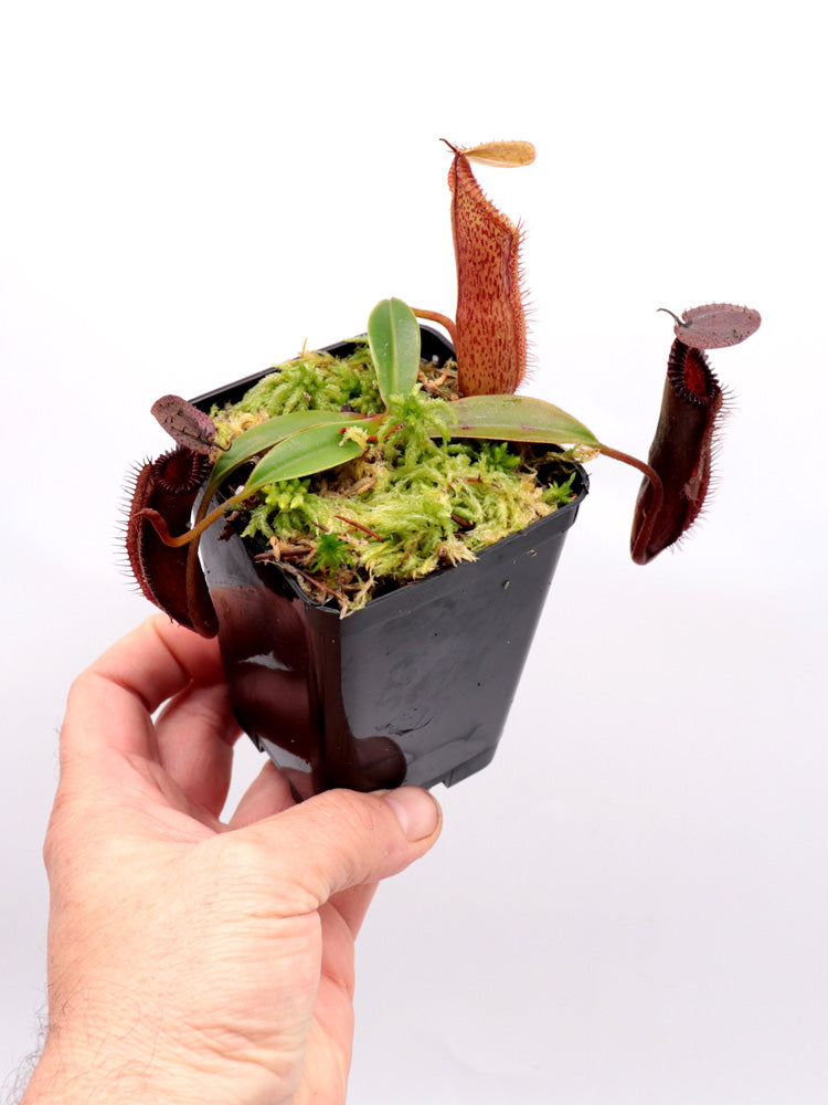 Nepenthes hamata x edwardsiana