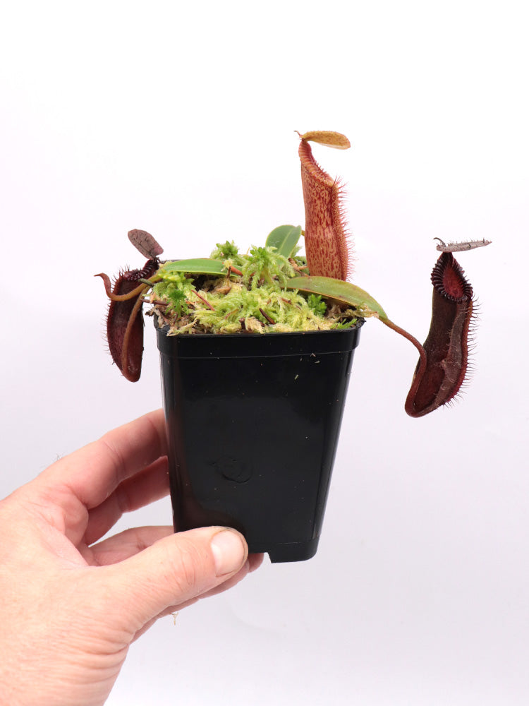 Nepenthes hamata x edwardsiana