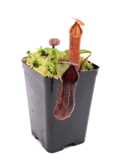 Nepenthes hamata x edwardsiana