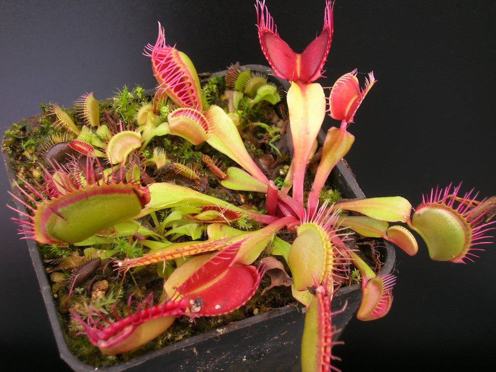 Dionaea muscipula "Hard Red Line"