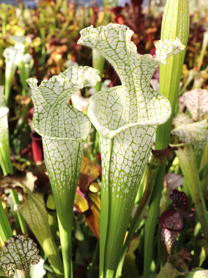 Sarracenia leucophylla Hurricane Creek White "Best Clone"