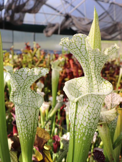 Sarracenia leucophylla Hurricane Creek White "Best Clone"